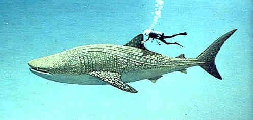 Whale shark